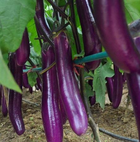 Eggplant seeds purple red long eggplant king seeds spring and autumn balcony potted vegetable seed four seasons farmer purple eggplant seeds 2