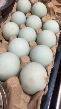 Product Review of Telur Asin Brebes Organik Snack 15 Butir - Makanan Ringan Telur Food Camilan telur Cemilan Keripik from S**o 0