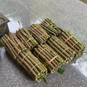 paket isi 35 batang Bibit Ketela Papua Daun Jari-Jari Solusi Bank Pakan Untuk Ternak Kambing Domba Batang Panjang 25 Cm Bibit Stek Telo Papua Unggul Pilihan