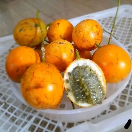 Markisa konyal manis 1 kg-buah markisa manis