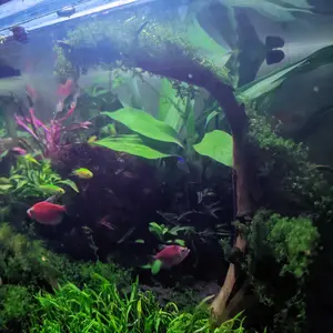 Eriocaulon Cinerum tambah Moss pelia lengkap dengan media lempeng tanaman aquascape/hiasan akuarium/paludarium