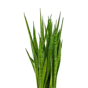 Tanaman Hias Sansevieria Boost Oxygen Level untuk Udara Segar dan Menyegarkan Rumah Anda