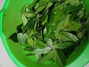 Product Review of artificial 100 daun cincau jelly tanpa bulu., cincau rambat (tanpa bulu) lansung metik from S**a 0