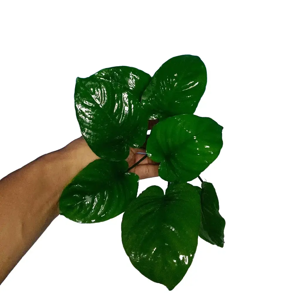 Replika Anubias Broadleaf induk hiasan akuarium dekorasi aquascape