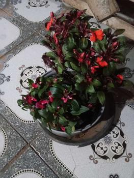 Product Review of Pot Tanaman Bahan Tanah Liat Paket 55 from m**h n**a 0