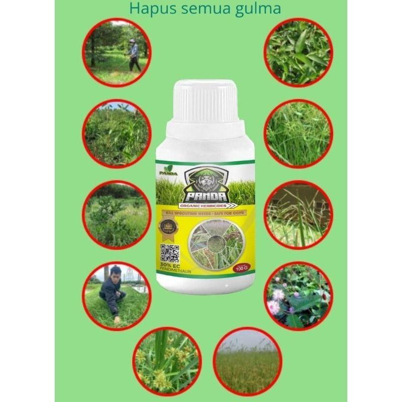 Product Introduction of TERLARIS BELI 1 GRATIS 1 BOTOL Kill Grass Panda  SERBUK Raja Pembunuh Hama Gulma | Membasmi Lebih Dari 100 Jenis Hama dan Gulma Membandel 19