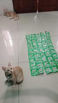 Product Review of ISI 50 ~ATG~ Susu Coklat Milo Active-Go 22gr / Susu Bubuk SACHET Drink Instant Instan Minuman from 🐱**🐱 0