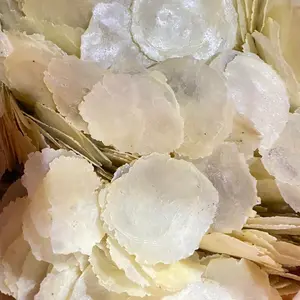 UKURAN SEDANG BIJI 2-3, EMPING 100% MELINJO ASLI DARI KEBUMEN 1KG KERING PASAR