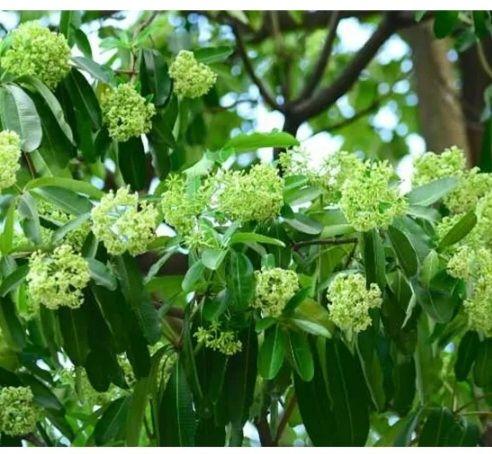 Product Introduction of 500g Daun  Pule segar Alami 100% Asli 1000g - Segar dan Segar Tubuh Anda - Wijen, Seed 3