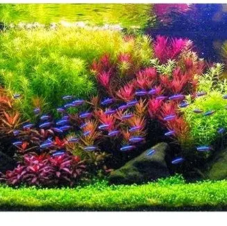 paket low aquascape tanpa co2 3