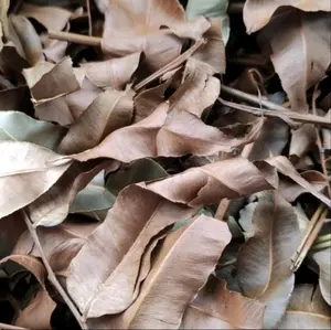 daun kelakai kering asli dari kalimantan tengah palangkaraya 500g- 1 kg