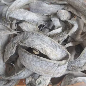 1000gr Ikan Asin Layur Besar Premium Fresh Ikan Kering Seafood Laut
