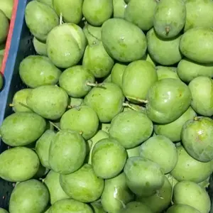 mangga mardi muda asli situbond