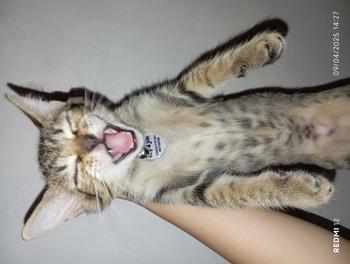 Product Review of Kalung Kucing Bahan Kulit Bisa Costum Nama from c**y 1