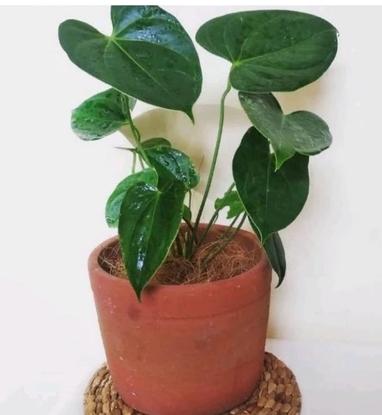 Tanaman Hias Anthurium Bunga Merah-tanaman hijau palsu 2