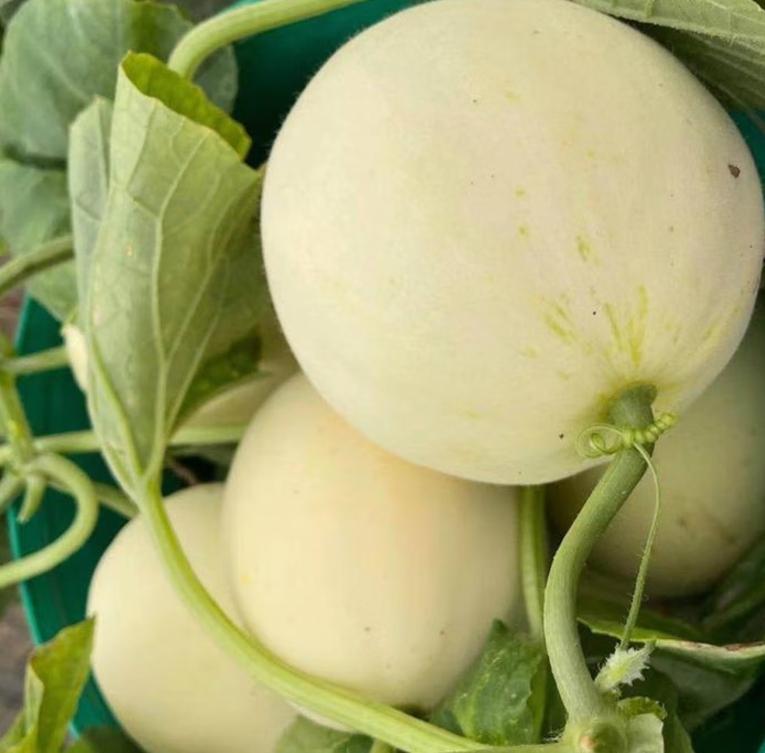 Snow milk fragrant white skin melon seed seed seed seedlings old varieties melon fruit super sweet yellow skin seed seedlings snow milk fragrant melon seed 3