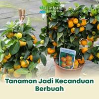 Gambar INFARM - Pupuk Pelebat Buah Pupuk Fruit Expert Asupan Nutrisi Mengurangi Kerontokan Bunga dan Buah Melebatkan Bunga dan Buah Menutrisi Tumbuhnya Tanaman Buah Segar Bebas Hama Tanaman - Granul dari Infarm Kota Surabaya 4 Tokopedia
