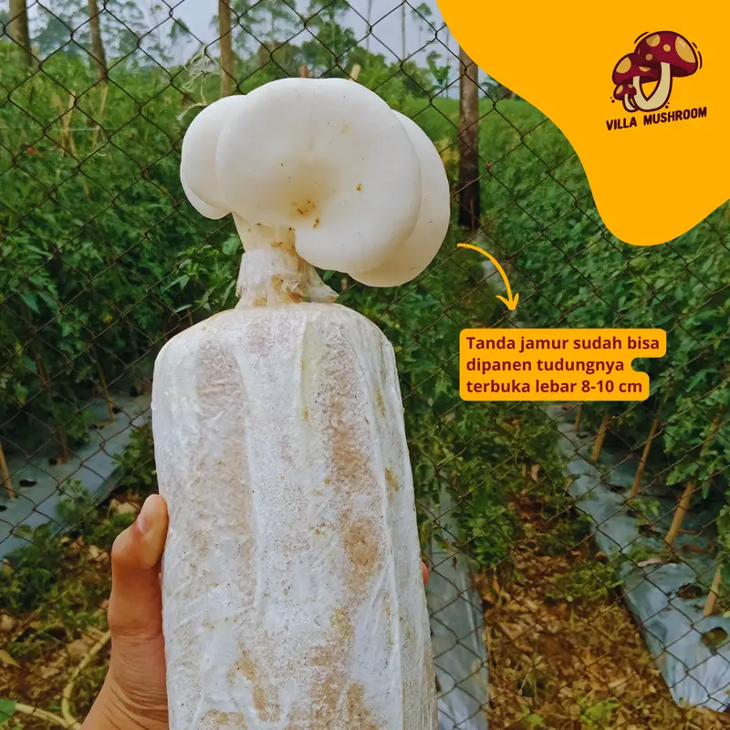 Paket Budidaya Jamur (Homegrow Jamur) 6 Baglog Jamur 4