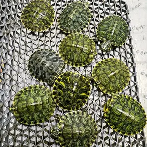 Makanan Pakan Pelet Ikan Kura Kura Yellow Belly YB Hybrid Bukan Brazil Res Slider Turtle Ukuran 3cm Mainan Anak Hiasan Aquarium Kolam