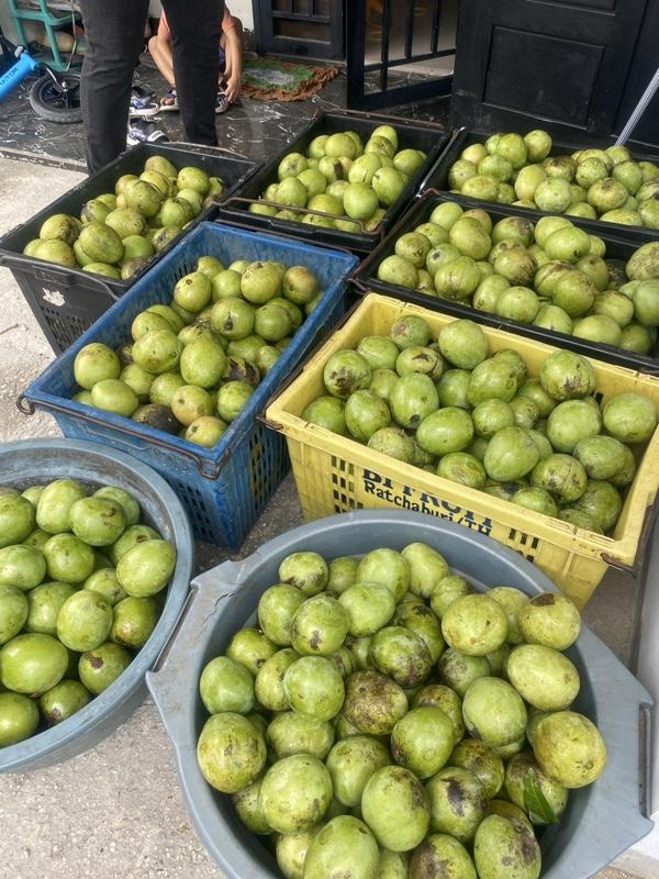 1kg Mangga apel mengkal kriuk