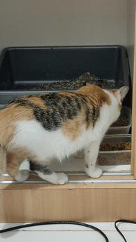 Product Review of Master Tofu Soya Cat Litter Pasir Gumpal Kucing 6 Litter from G**l 0