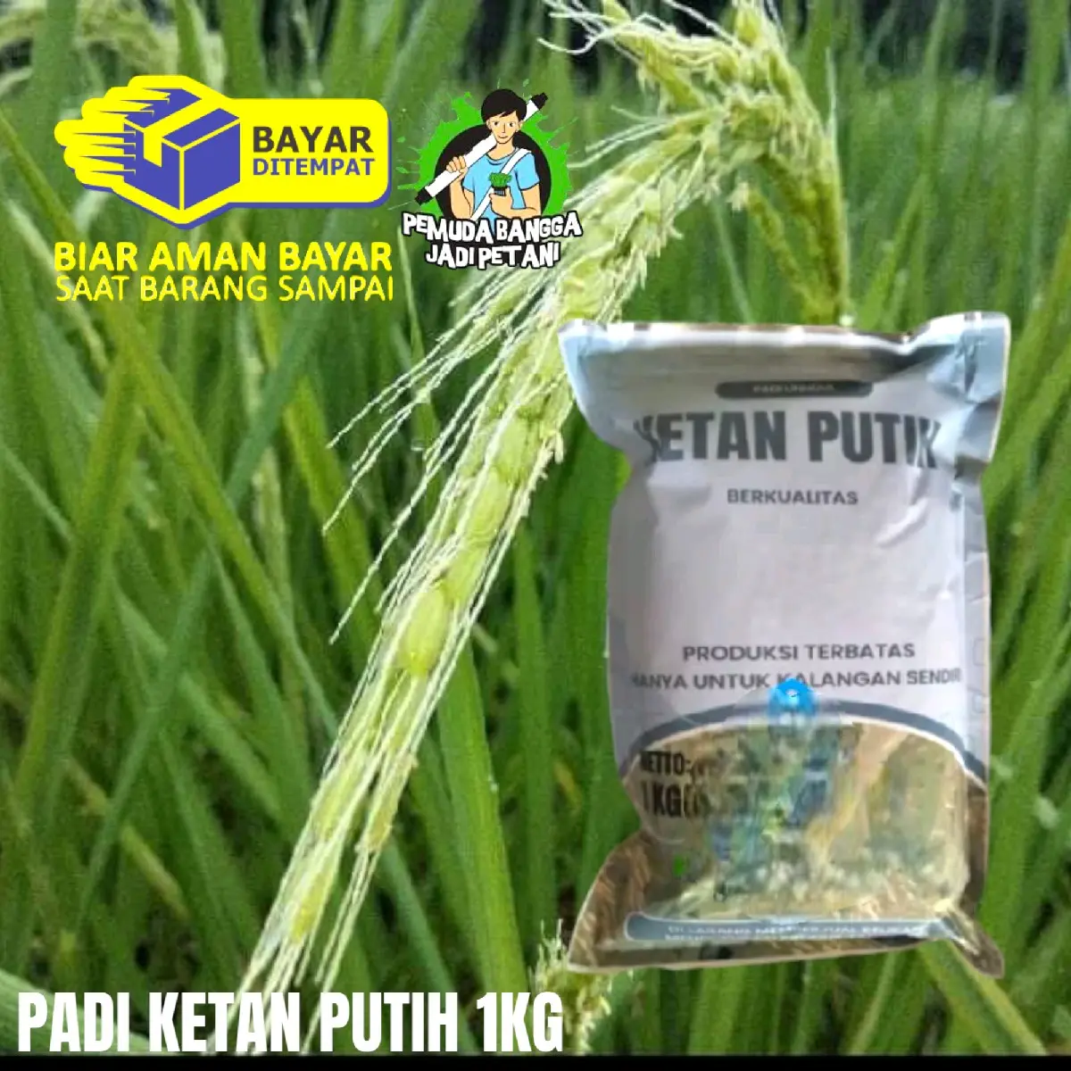 BENIH PADI KETAN PUTIH 1KG( pengusahatani@09)