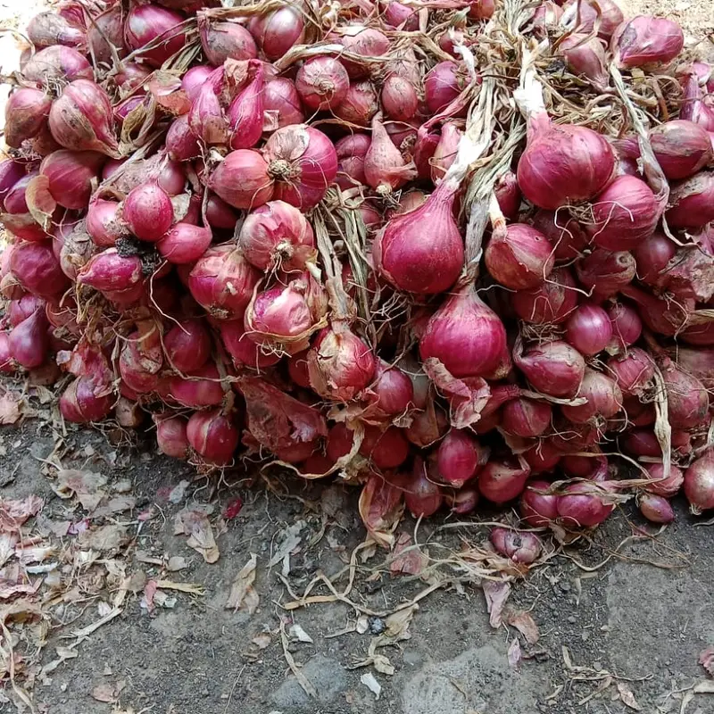 Bawang Merah Asli Probolinggo 1Kg Ukuran Tanggung Kasar Rasa Khas Daerah 5
