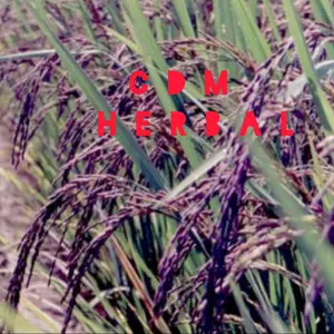 jual benih padi ketan hitam 500 grm huma darat asli