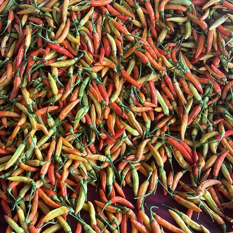 Cabe Rawit kemasan 500gr Pedas 4