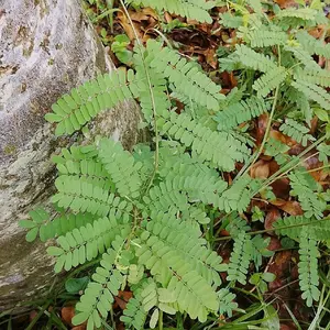 pohon tanaman daun saga, tanaman obat herbal alami