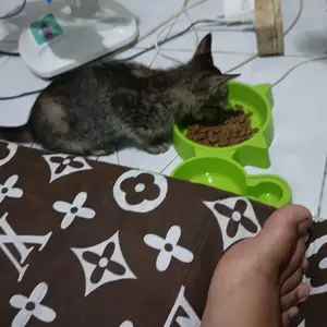 PPC Bolt Dry Food Fresh Pack 800gr Makanan Kucing Kering Adult Mother Kitten Tuna Salmon 1kg Termurah