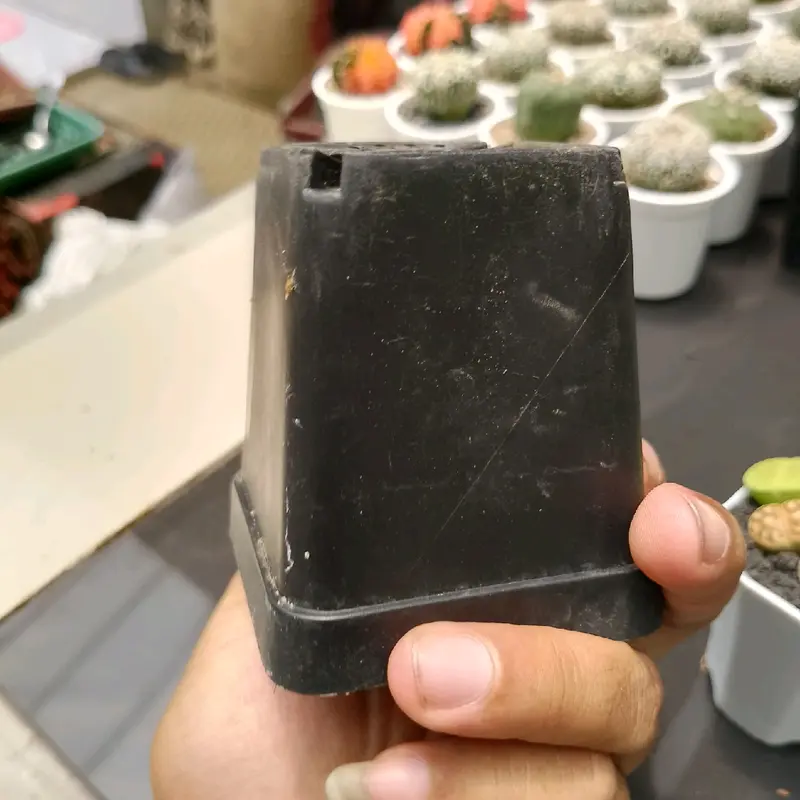 pot hitam kotak ukuran 10 cm cocok untuk tanaman 2