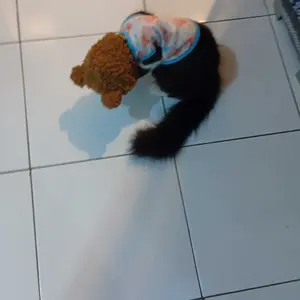 topi kucing anjing motif beruang dan kelinci