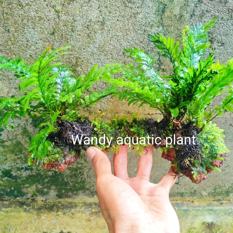 miniatur terowongan kelapa sawit sintetis aquarium 0