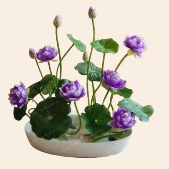 isi 20 Biji Bunga Lotus Teratai Mini Jepang, Kualitas Biji Unggul untuk Pertumbuhan Optimal Bunga Tanaman Alami Benih 1