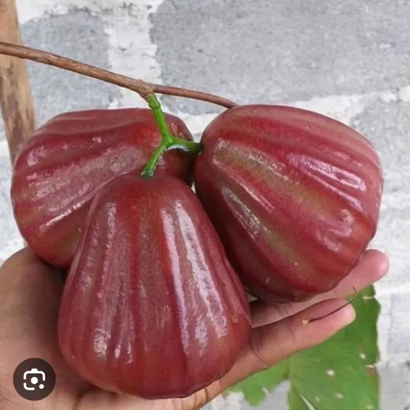 Bibit Jambu Dalhari Okulasi - Tanaman Buah Segar untuk Budidaya di Rumah