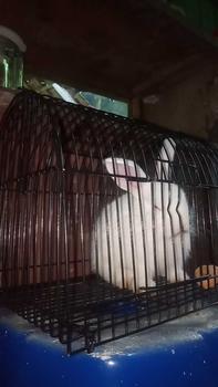 Product Review of SANGKAR UNTULAN BAHAN BESI, COCOK UNTUK HAMSTER BURUNG TUPAI DAN HEWAN BERUKURAN KECIL from 1**3 0