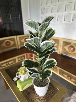 Product Review of TANAMAN ARTIFICIAL KETAPANG  PUTIH 23DAUN(sudah+pot) from S**a T**o 0