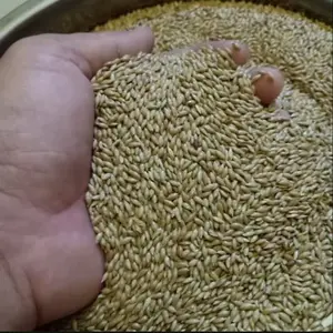 Kenari Seed Kiloan 500g Pakan Burung Berkicau Kenari, Lovebird, Perkutut, Dll