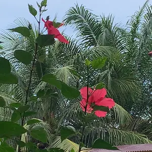 Slayer Bandana Scarft Ikat Kepala Hip Hop Skena