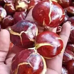 jengkol tua alias kolot jasa