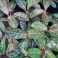 Gambar tanaman hias aglonema aglaonem donacarmen Daun dari Gita Rosalia Store95 Kab. Bogor 4 Tokopedia