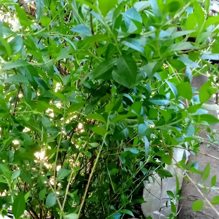 Daun Inai Daun Henna Daun Pacar Kuku Pewarna Kuku 50 Gr Best Seller