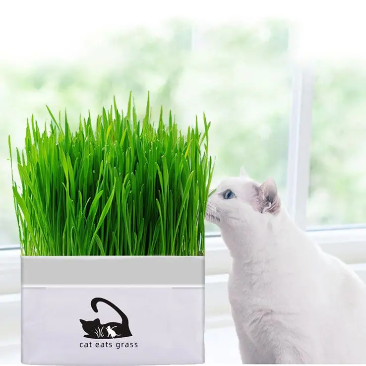 cat grass digestion potted set cat grass cat snacks hair ball cleaning pet supplies