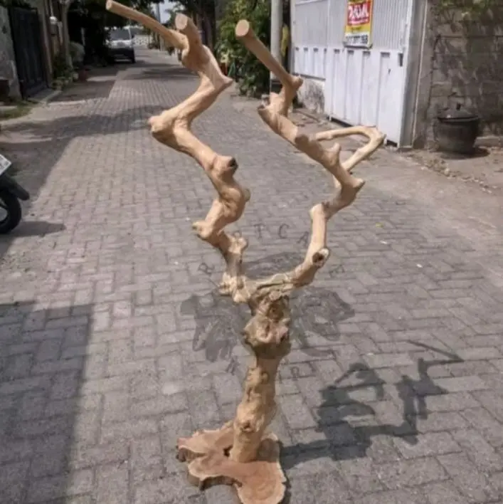 Tangkringan Pohon Kayu Kopi Tinggi 130 CM (Grade A) untuk Burung Parrot, Owl, Sugar Glider, Iguana, atau Media Tempel Anggrek