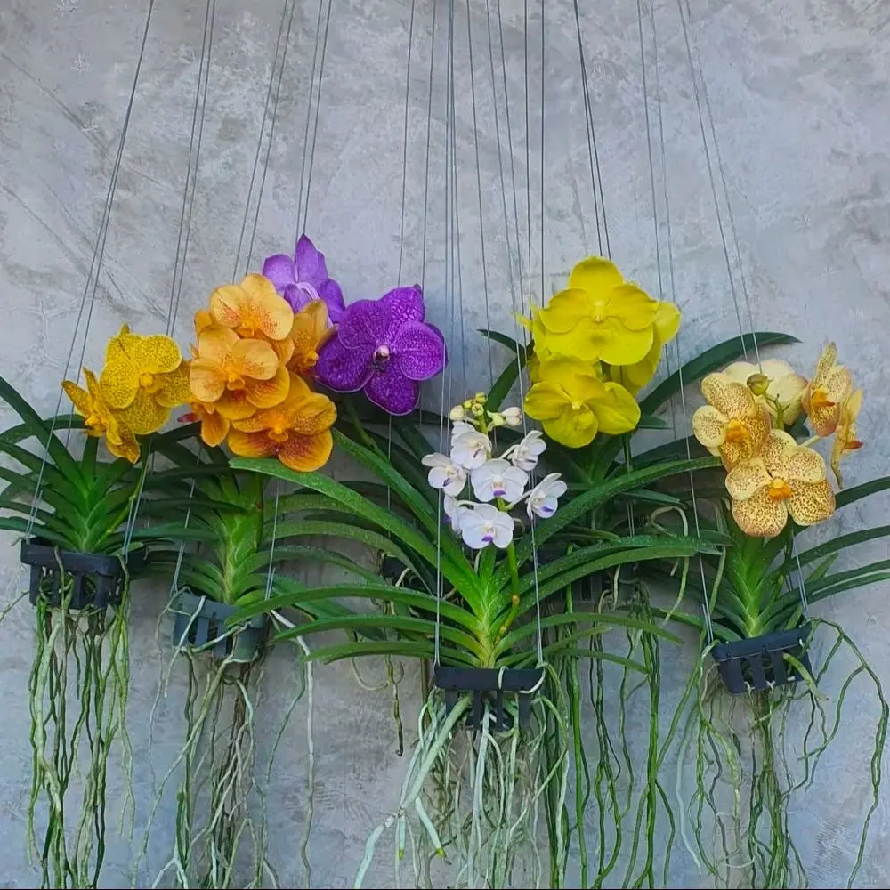 bunga anggrek vanda thailand plant saat live