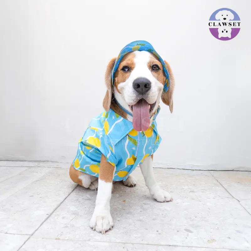 Clawset - Pet Hat - Italian Summer - Lemon Blue