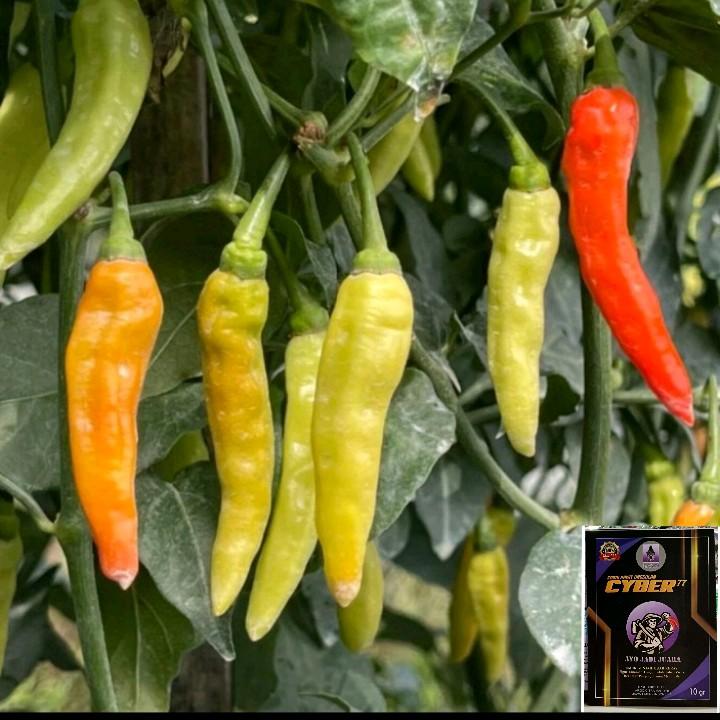 Benih Cabe Rawit Cyber 77 10gr Cabe Rawit Tahan Virus 2