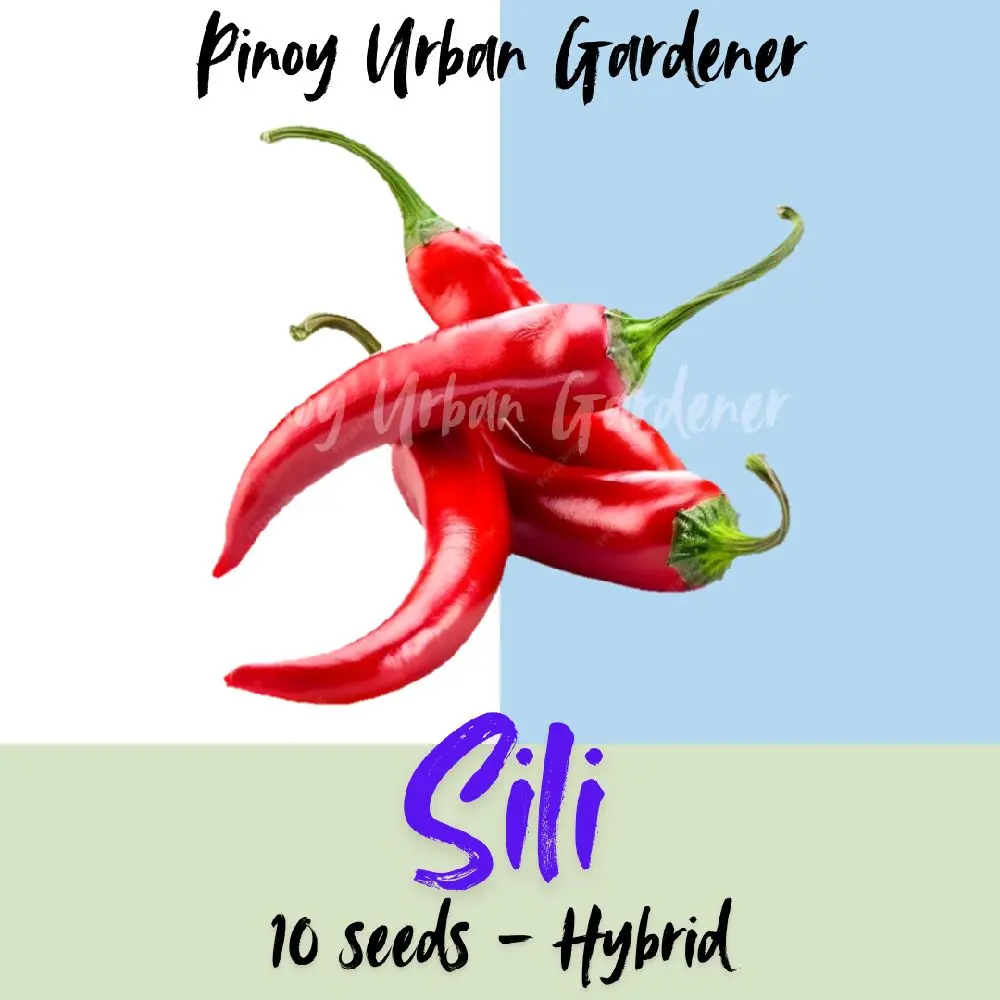 HIGH YIELDING HYBRID SILI SEEDS (RED HOT F1)