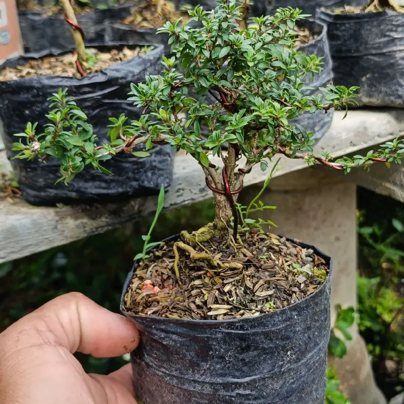 tanaman bonsai mini khusus link co untuk live 4